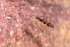 Dicranomyia sp.